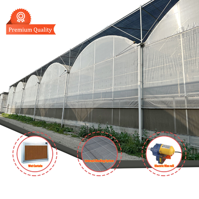 Rumah Kaca Terowongan Pertanian Film Plastik Multi-Span Rumah Kaca Strawberry untuk Dijual Dengan Sistem Ventilasi