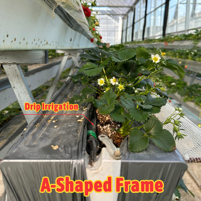 Rumah Kaca Terowongan Pertanian Film Plastik Multi-Span Rumah Kaca Strawberry untuk Dijual Dengan Sistem Ventilasi