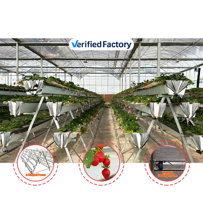 Rumah Kaca Terowongan Pertanian Film Plastik Multi-Span Rumah Kaca Strawberry untuk Dijual Dengan Sistem Ventilasi