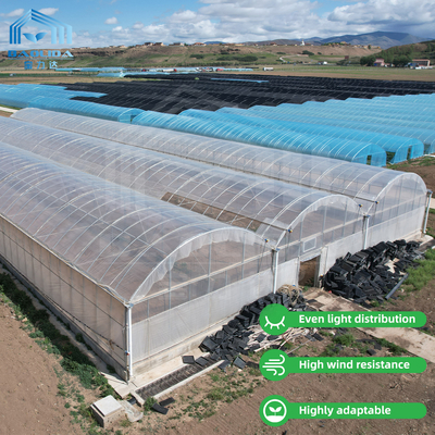 24m x 40m Multi-Span Greenhouse dengan 150 Mikron PE Film Cover