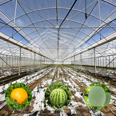 24m x 40m Multi-Span Greenhouse dengan 150 Mikron PE Film Cover