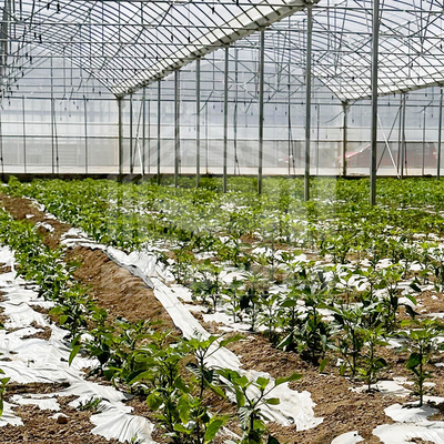 24m x 40m Multi-Span Greenhouse dengan 150 Mikron PE Film Cover