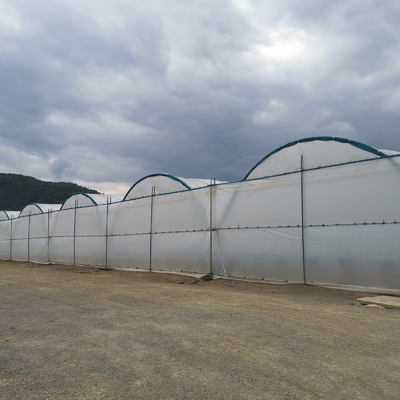BAOLIDA Multi-Span Greenhouse 10-70m Panjang untuk Budidaya Berry