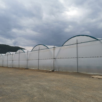 BAOLIDA Multi-Span Greenhouse 10-70m Panjang untuk Budidaya Berry