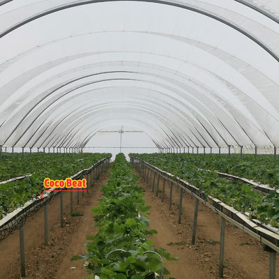 BAOLIDA Multi-Span Greenhouse 10-70m Panjang untuk Budidaya Berry