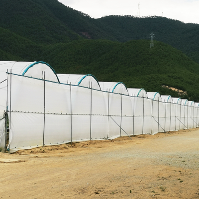 BAOLIDA Multi-Span Greenhouse 10-70m Panjang untuk Budidaya Berry
