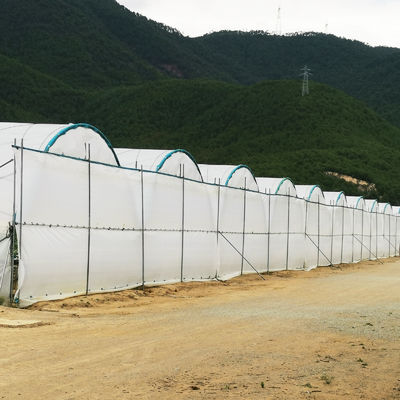BAOLIDA Multi-Span Greenhouse 10-70m Panjang untuk Budidaya Berry
