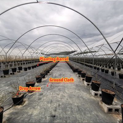 BAOLIDA Multi-Span Greenhouse 10-70m Panjang untuk Budidaya Berry