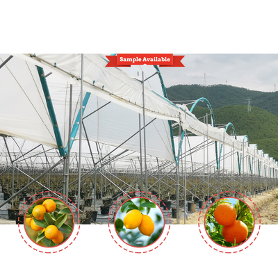 Multi-Span PE Film Greenhouse 6m-10m Lebar untuk Buah-buahan Sayuran