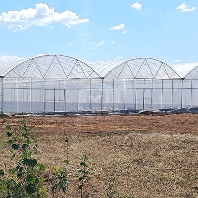Rumah kaca PE Multi-Span Besar 50-100m Panjang 7-10m Lebar