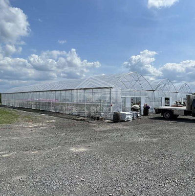 Rumah kaca PE Multi-Span Besar 50-100m Panjang 7-10m Lebar