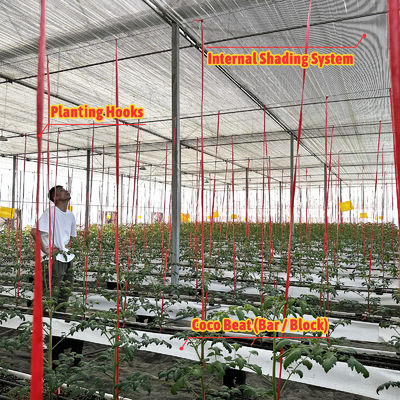 Kerangka Baja Galvanis Rumah Kaca 6m-12m Span dengan 150/200mikron PE Film