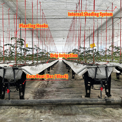 Kerangka Baja Galvanis Rumah Kaca 6m-12m Span dengan 150/200mikron PE Film