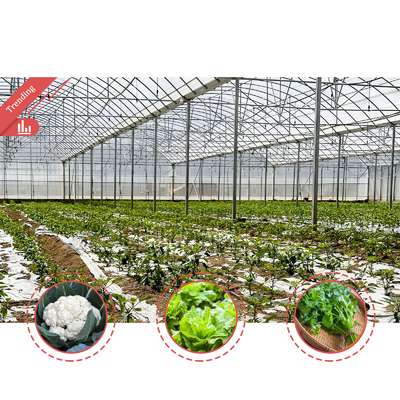 24x40m Galvanized Steel Greenhouse dengan 150mikron PE Film