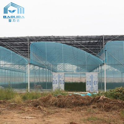 Kit Rumah Kaca Pertanian Multi-Span 6m-12m dengan Garansi 10 Tahun