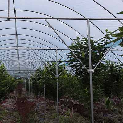 Large Size Multi-Span Greenhouse with PE Material for Grape and Cherry Cultivation