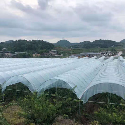 Large Size Multi-Span Greenhouse with PE Material for Grape and Cherry Cultivation