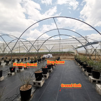 Multi-Span Rain Shelter Greenhouse with PE Film Covering Hot Galvanized Steel Frame and Easily Assembled Design