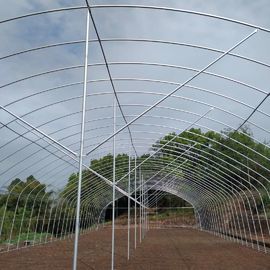 Singlespan Growing Farming Polyethylene Film Greenhouse Untuk Sayuran
