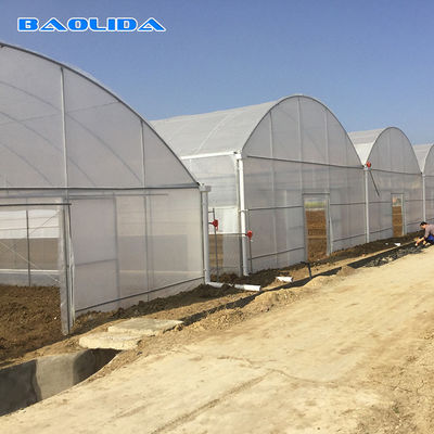 Rumah Kaca Multi Bentang Industri Plastik Komersial Pertanian Untuk Penanaman Tomat