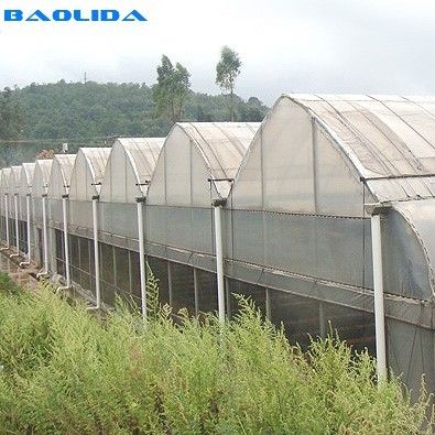 Gaya Gothic Multispan High Tunnel Plastic Film Multi Span Greenhouse Untuk Penanaman Tomat