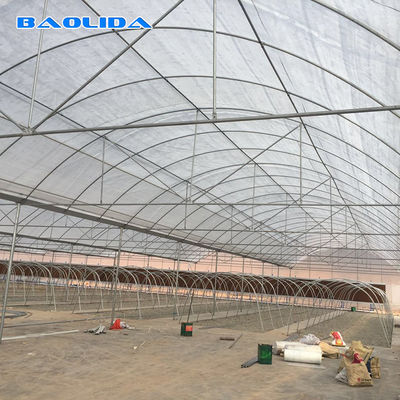 Rumah Kaca Multispan Tahan Angin Tembok Lurus Tinggi Dengan Talang