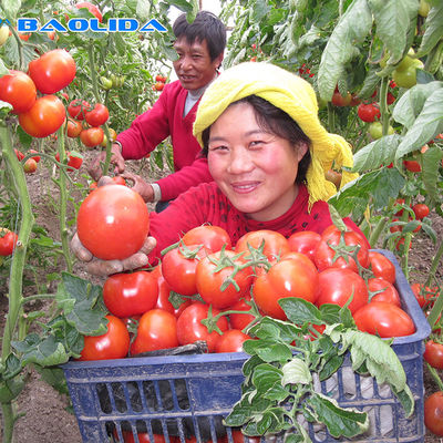 Rumah Kaca Film Plastik Anti Tetes Lebar 10m Untuk Penanaman Tomat