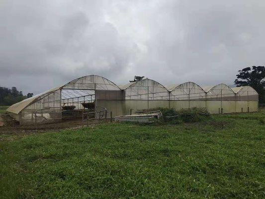 Peternakan Unggas Digunakan Rumah Kaca Hangat Plastik Pertanian Melindungi Dari Hujan