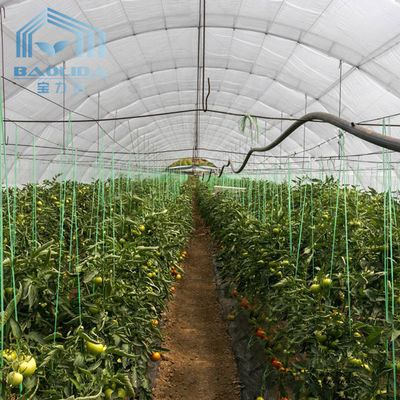 Pertanian Pengelolaan Jamur Rumah Kaca Penanaman Sayuran Buah Rumah Kaca Single-Span