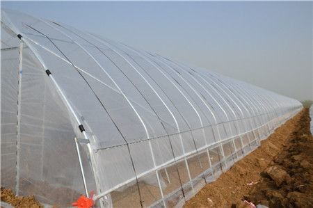 Rumah Kaca Film Polietilen Pertanian Terowongan Tinggi Untuk Tomat