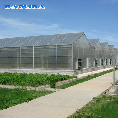 Hidroponik Polyethylene Film Greenhouse Strawberry Multispan Greenhouse