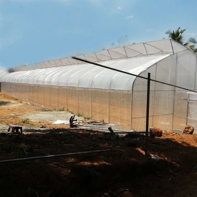 Terowongan Sayuran Film Plastik Rumah Kaca Span Tunggal Hot Dip Galvanis