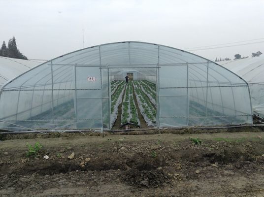 Rumah Kaca Terowongan Plastik Rentang Tunggal Rumah Kaca Film Polietilen Untuk Pertanian Sayuran