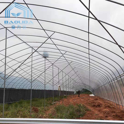 pipa baja galvanis Single-Span Film Commercial Tunnel Plastic Greenhouse untuk tanaman pertanian yang tumbuh