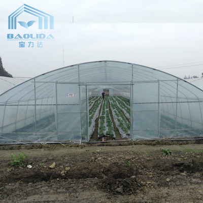 Terowongan Plastik Single Span Rumah Kaca Pertanian Untuk Strawberry