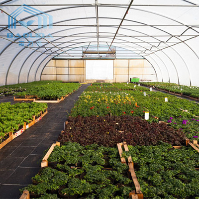 Tomat Pertanian Rumah Kaca Lapisan Tunggal Dengan 80 Mikron Film