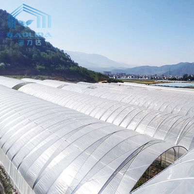 Rumah Kaca Terowongan Poli Multispan Sayuran Dengan Sistem Ventilasi Pendingin
