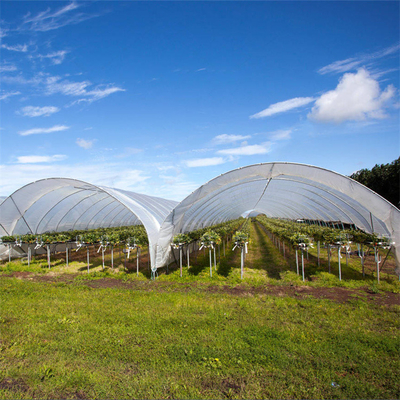 Film Plastik Hasil Tinggi Pertanian Rumah Kaca Tumbuh Stroberi Rain Shelter