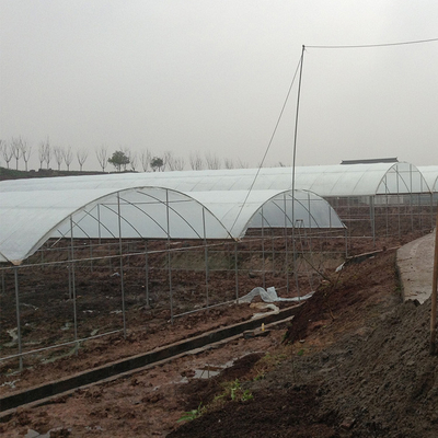 Rumah Kaca Film Plastik Multi Span Rain Shelter Greenhouse Untuk Tumbuh Plum
