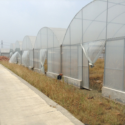Pertanian Pertanian Terowongan Tinggi Multi Bentang Rumah Kaca Untuk Tumbuh Bunga