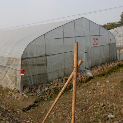 Tropical Single Span Plastic Shed Terowongan Pertanian Rumah Kaca Transparan