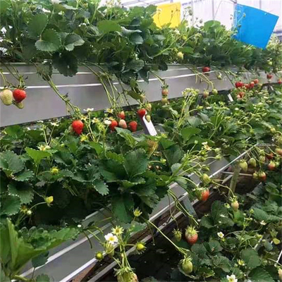 Strawberry Plant Greenhouse Poly Film Tunnel Arch Film Plastik