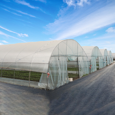 150mic PE Film Tunnel Plastic Greenhouse Dengan Rangka Baja Galvanis