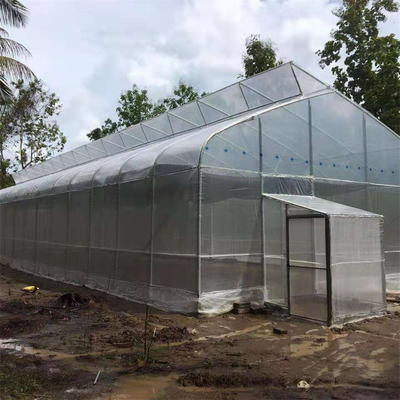 Lebar 10m 8m Tunnel Plastic Sawtooth Top Vent Greenhouse Untuk Strawberry Growing