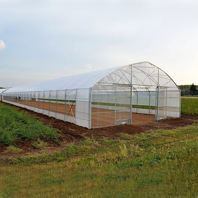 Tomat Poli Rumah Kaca Terowongan Plastik Rumah Kaca Pertanian Untuk Peralatan Irigasi Tetes