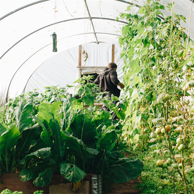 Sistem Ventilasi Samping Pertanian Tomat Plastik Terowongan Rumah Kaca Span Tunggal