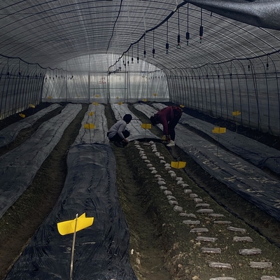 Film Plastik Ventilasi Samping Rumah Kaca Terowongan Rendah Rentang Tunggal Untuk Menumbuhkan Jamur