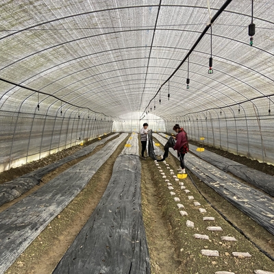 Film Plastik Ventilasi Samping Rumah Kaca Terowongan Rendah Rentang Tunggal Untuk Menumbuhkan Jamur