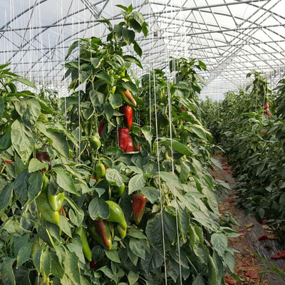 Sunlight High Double Arch Multi Span Greenhouse Untuk Penanaman Sayuran