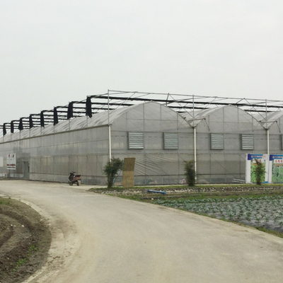 Gaya Gothic Multispan High Tunnel Plastic Film Multi Span Greenhouse Untuk Penanaman Tomat
